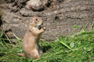 One of several charming Prairie Hundes at the Salzburg Zoo