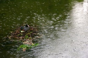 This mother-to-be duck was nesting in the middle of a stream, and her partner was seeing to her every need