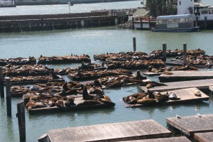 The sea lions of Pier 39