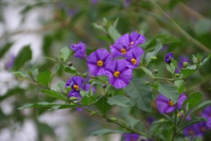 Flowers outside the US Embassy, next to the Brandenburg Gate