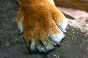 The tiger's front paw, through the glass.