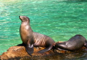 This seal was posing so proudly for such a long time