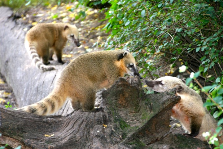 Don't know what kind of animal this is but there were several of them and they were very actively engaged with each other