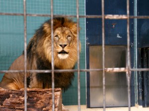 This lion's mane was just gorgeous - it's too bad he was only inside the entire length of my visit
