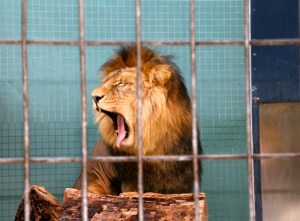 Big yawn from a sleepy lion