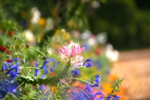 I love photographing flowers and playing with the focus - I rather like the effect.