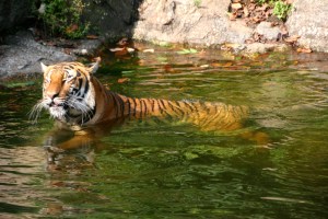 I can just hear this baby saying "ahhhhh" as he sinks into the water - the look on his face says it all.