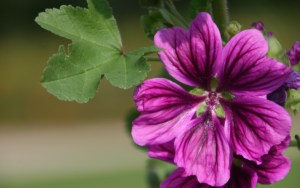 A close up of the flowers from the top of the post - anyone know what it is?