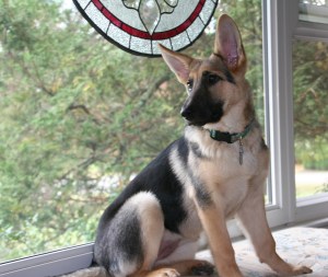 Dottie posing perfectly in the picture window