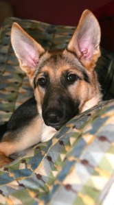 Just love the ears - and the way Dottie snuck onto the couch and acted like she belonged there - she doesn't