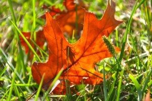 The bug's shadow on the opposite side of the leaf was how I first knew the little guy was there