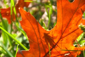A close-up of the shadow