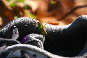 A different little guy exploring my smelly sneakers - an attraction for my cats and apparently for bugs too