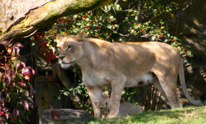 Don't miss the baby playing at Mama's feet