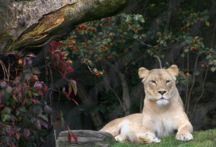 Beautiful first time Mama