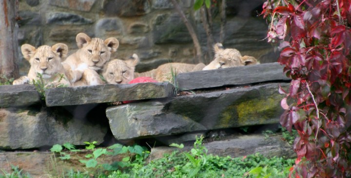 All four babies lined up