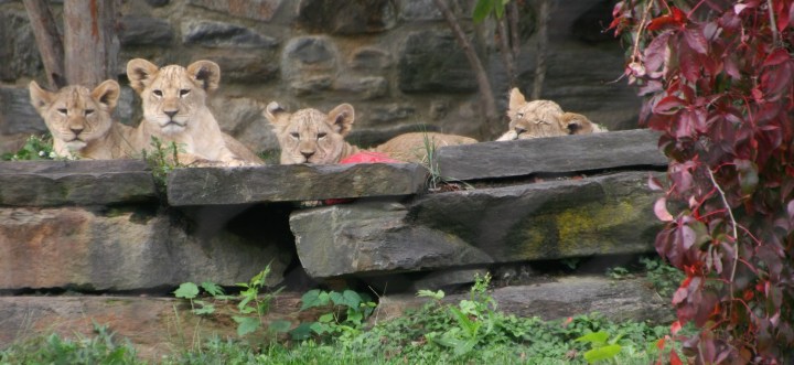 The baby on the right just wouldn't wake up while his siblings were all there but the shot is still adorable