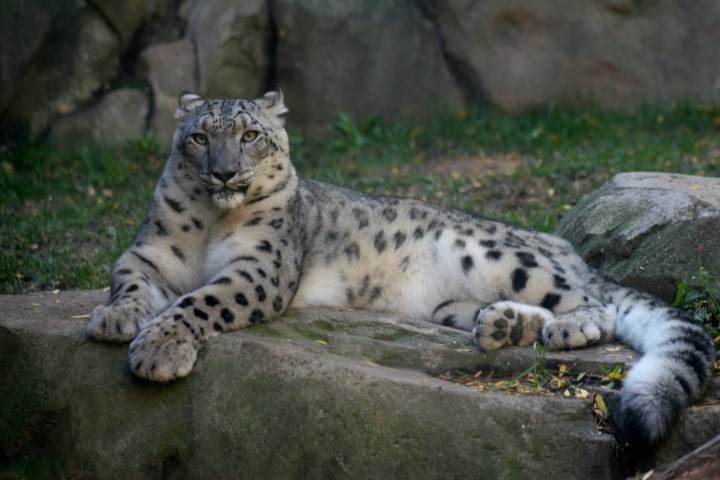 Of the three beautiful sibling snow leopards, this one was the best poser
