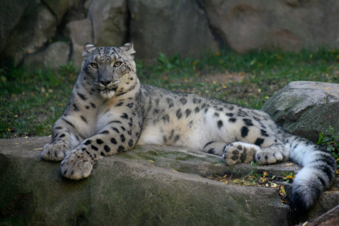Of the three beautiful sibling snow leopards, this one was the best poser
