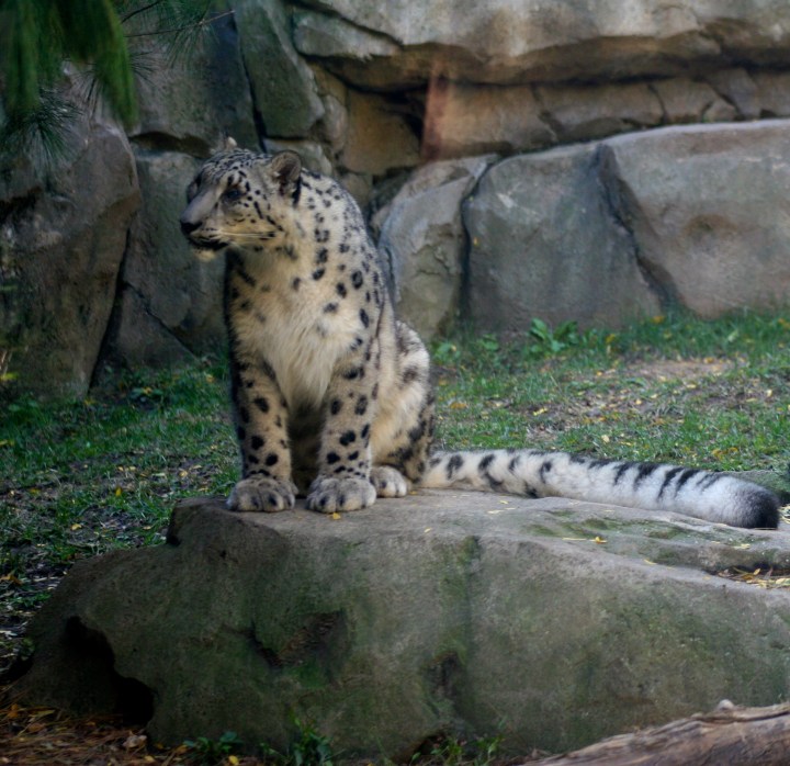 I just love the long fluffy tail