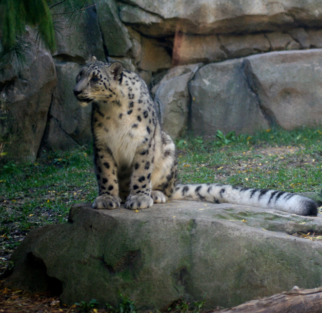 I just love the long fluffy tail