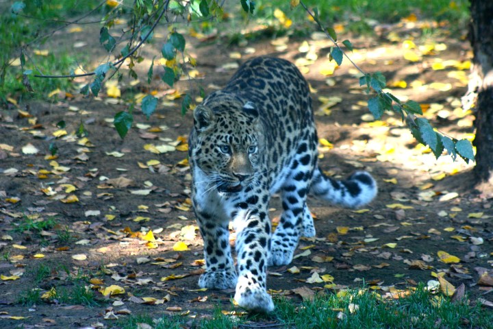 This was about the only shot of the Jaguar that turned out but I'm okay with that