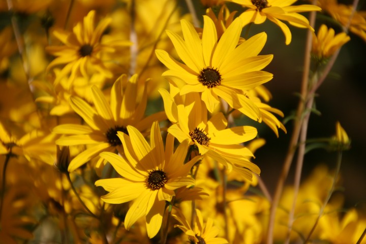 The bright yellow caught my eye and I had to take some pictures