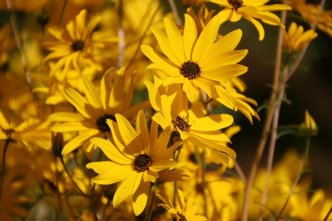 The bright yellow caught my eye and I had to take some pictures