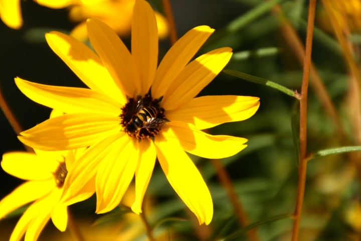 Was lucky enough to find another bee among the flowers - don't miss him right there in the center