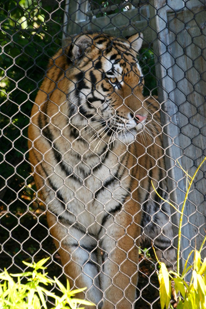 A gorgeous shot but for the fence