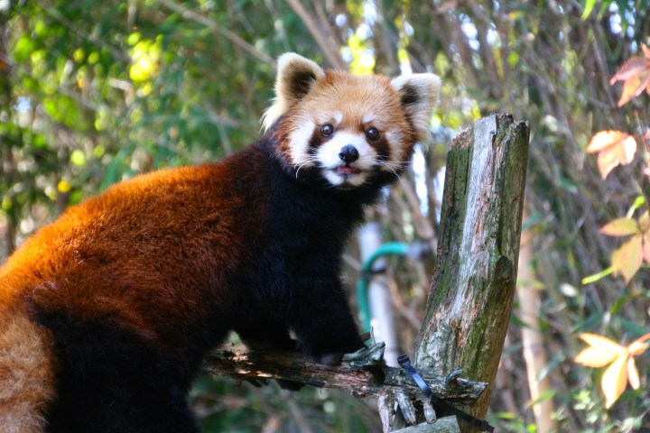 The unique-looking red panda, one of my favorites