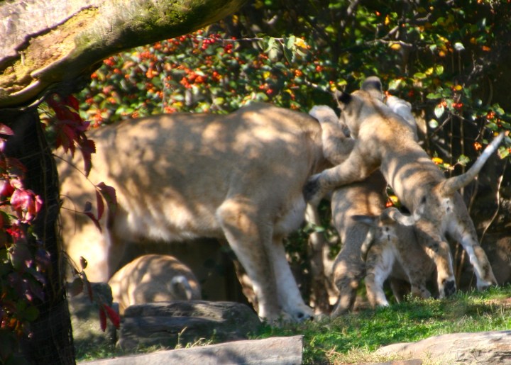 Technically speaking, this is not a great photograph but I think the overall effect looks like one big lion group hug