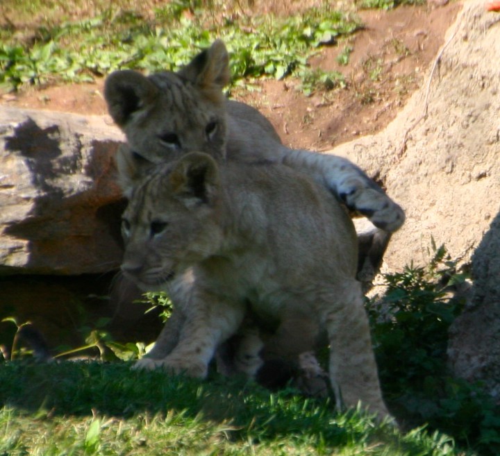 Trouble in the form of lion cub wrestling