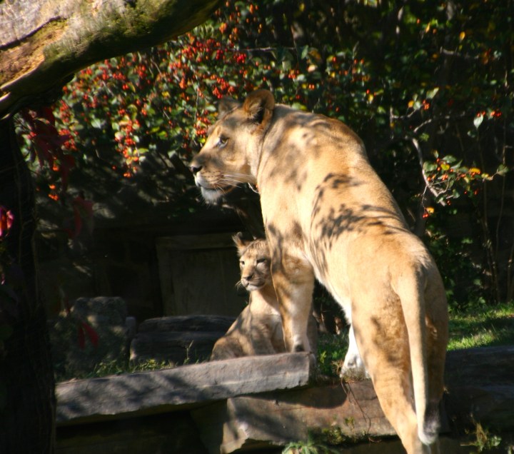Turns out it was the look of love and the cub hung out with Mama for a while