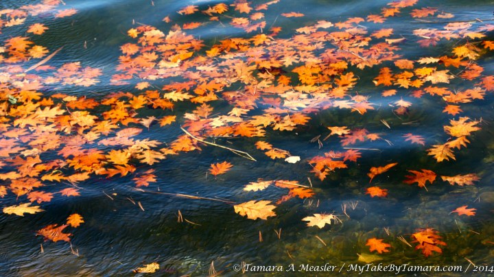 I thought the leaves in the water was a very cool look