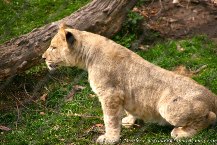 suddenly he quickly sat upright and with an intense focus...
