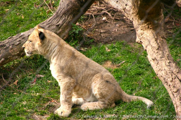 he checked out his neighbor, Kavan (sp?) the jaguar who was recently moved into the enclosure next to the lion cubs