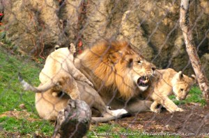 Makini shows his displeasure much more quickly than Mama if the cubs get too rowdy