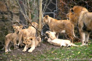 Not a great shot but it's the whole family together