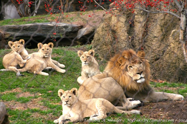 A great shot of Dad and the four cubs