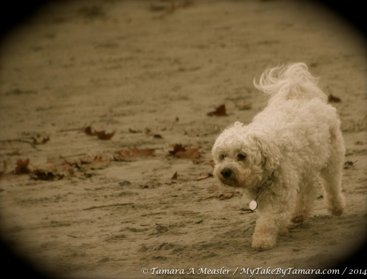 KBP Animals (2 of 11)