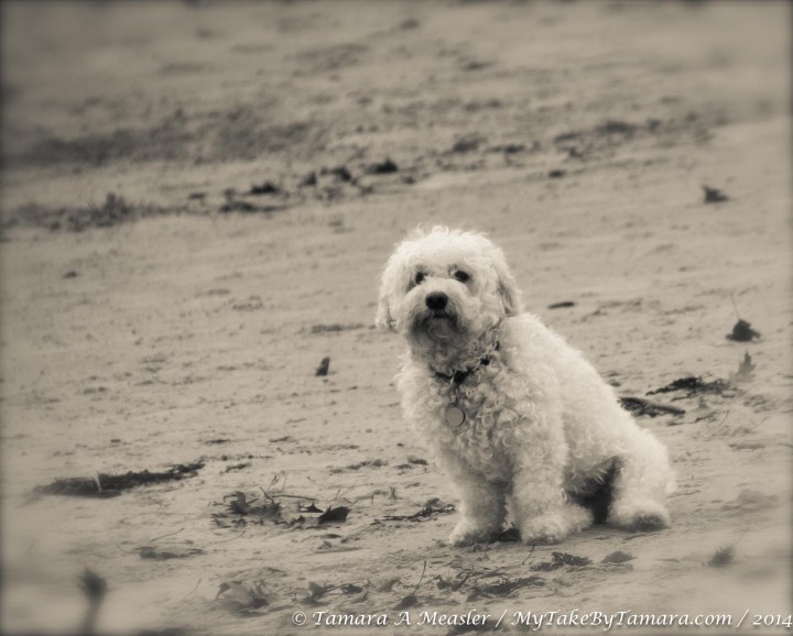 KBP Animals (3 of 11)