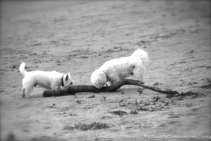 KBP Animals (6 of 11)