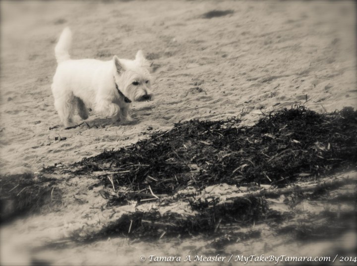 KBP Animals (7 of 11)