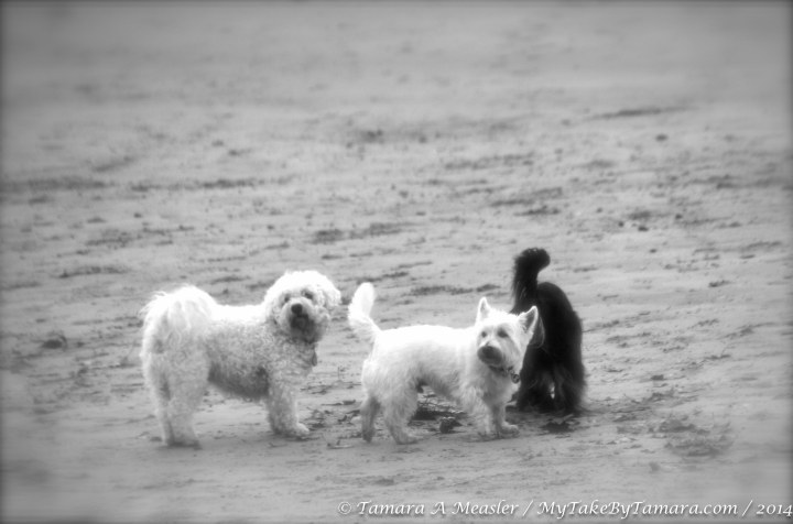 KBP Animals (8 of 11)