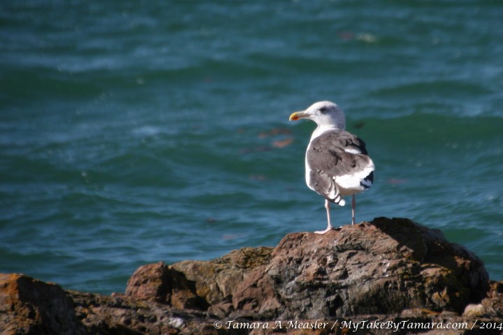 OceanAveKBP (4 of 12)