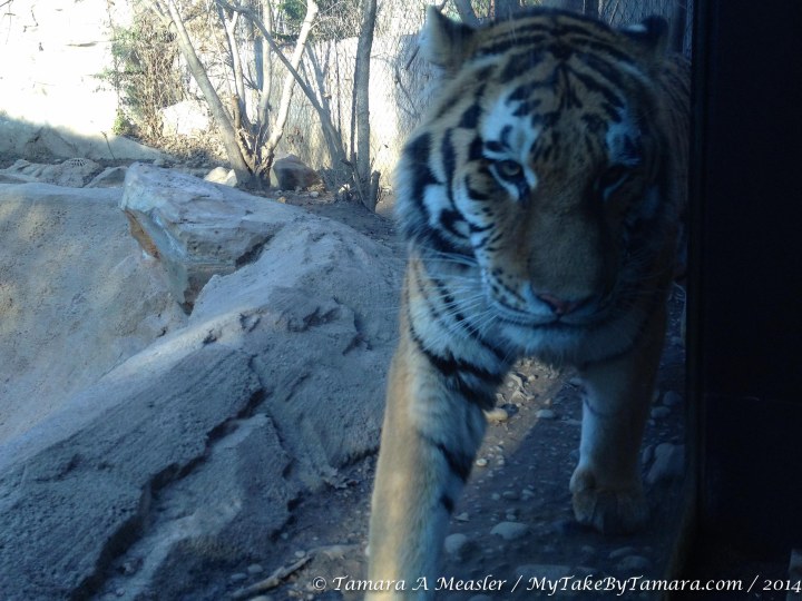 A close up of one of the male tigers (born in 2012), either Dimitri or Wiz, as he paced back and forth in front of the glass right in front of me