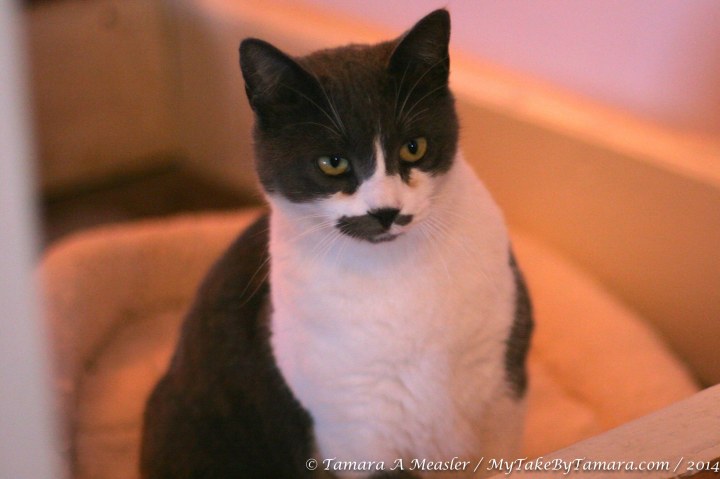 Kiki, the garden cat, not a great picture but I couldn't neglect to include it