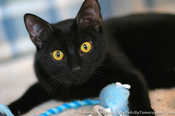 Cute little Honey Bunny and her toy mouse