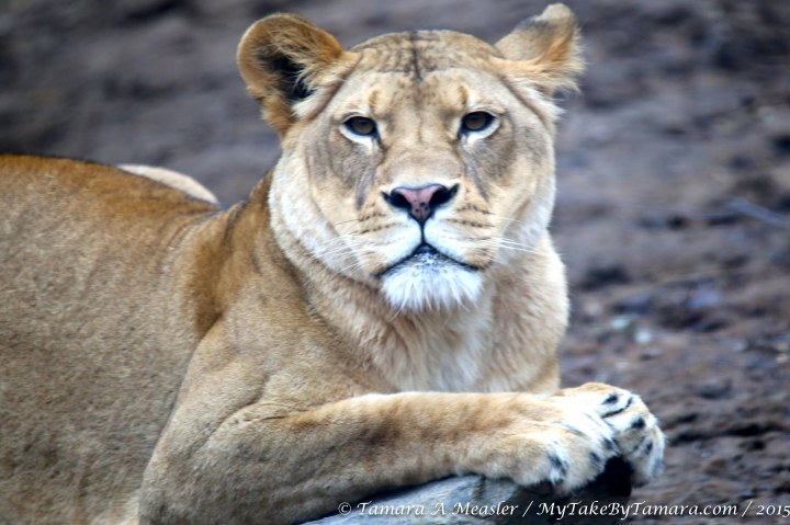 LionPics (7 of 8)